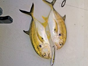 One cast, one lure, three fish!